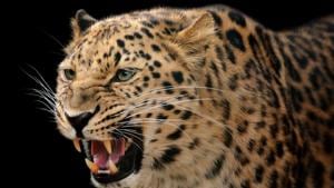 Three leopards - a mother and her two cubs - were found dead near the same village four months ago. The reason behind the deaths is still unknown and divisional forest officers are conducting an investigation.(HT REPRESENTATIONAL PHOTO) Three leopards - a mother and her two cubs - were found dead near the same village four months ago. The reason behind the deaths is still unknown and divisional forest officers are conducting an investigation.(HT REPRESENTATIONAL PHOTO)