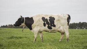 Humans apparently targeted big species for meat, while smaller creatures such as rodents escaped.(AP File/Representative image) Humans apparently targeted big species for meat, while smaller creatures such as rodents escaped.(AP File/Representative image)
