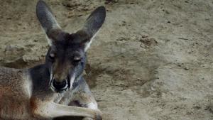 This file picture taken on June 24, 2013 shows an Australian kangaroo relaxing in its enclosure at the Beijing zoo. Visitors to a zoo in southeastern China killed one kangaroo and injured another by throwing bricks at them in an attempt to get a reaction from the big marsupials, state media reported on April 20, 2018.(AFP)