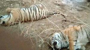Bodies of two male tiger cubs at the Ranthambore Tiger Reserve .(HT Photo) Bodies of two male tiger cubs at the Ranthambore Tiger Reserve .(HT Photo)