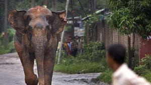 Dhenkanal forest and wildlife officials said most of the deaths have happened in the morning hours, and advised villagers not to venture out early in the morning.(AP Photo/ Representative purpose) Dhenkanal forest and wildlife officials said most of the deaths have happened in the morning hours, and advised villagers not to venture out early in the morning.(AP Photo/ Representative purpose)