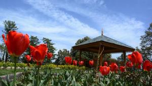 This small tulip garden, amid oak, pine and cedar trees, attracts over 100 tourists a day.(Deepak Sansta/HT) This small tulip garden, amid oak, pine and cedar trees, attracts over 100 tourists a day.(Deepak Sansta/HT)