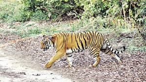 The tiger number in Corbett Tiger Reserve has been put at 240.(HT File) The tiger number in Corbett Tiger Reserve has been put at 240.(HT File)