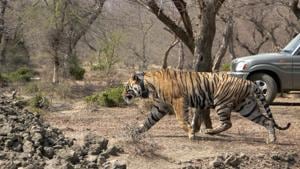 RT-91 (officially renamed MT-1) was released into a 26-hectare enclosure in the Darrah area of MHTR on April 3.(HT File)