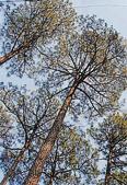 A pine forest in Dehradun. Pine needles are a source of wildfires.(HT File) A pine forest in Dehradun. Pine needles are a source of wildfires.(HT File)