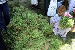 Summer takes a toll on green leafy vegetables.(RAVINDRA JOSHI/HT PHOTO) Summer takes a toll on green leafy vegetables.(RAVINDRA JOSHI/HT PHOTO)