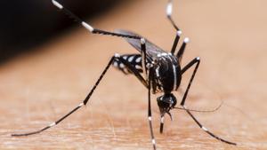 The giant mosquito belongs to the world’s largest mosquito species called Holorusia mikado. (Photo for representative purposes only)(Shutterstock)