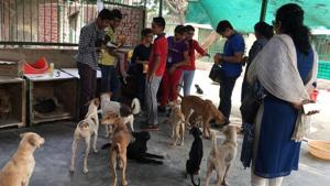 NGOs such as the Animal Hospital and Shelter, Noida help with the treatment and sterilisation of stray dogs.(Facebook/spcanoida) NGOs such as the Animal Hospital and Shelter, Noida help with the treatment and sterilisation of stray dogs.(Facebook/spcanoida)
