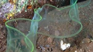 The foot-long robot uses artificial muscles filled with water to propel itself.(Universty of California) The foot-long robot uses artificial muscles filled with water to propel itself.(Universty of California)