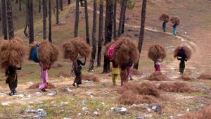 Women collect pine needles. They are considered the main factor behind forest fires in Uttarakhand.(HT File) Women collect pine needles. They are considered the main factor behind forest fires in Uttarakhand.(HT File)