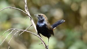 Nainital has been home to a bird conservation sanctuary since 2015 and is an important ornithological site in the state.(Sanjeev Verma/HT File) Nainital has been home to a bird conservation sanctuary since 2015 and is an important ornithological site in the state.(Sanjeev Verma/HT File)