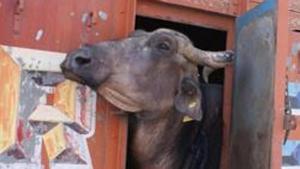 , the country exported 13,48,225 tonnes of buffalo meat for Rs 25,988 crore during the last fiscal.(Prabhakar Sharma/HT File Photo) , the country exported 13,48,225 tonnes of buffalo meat for Rs 25,988 crore during the last fiscal.(Prabhakar Sharma/HT File Photo)