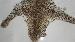 A seized leopard skin (Photo for representation).(HT File) A seized leopard skin (Photo for representation).(HT File)