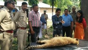 The leopard cub was allegedly beaten to death at Bajpur in US Nagar district.(HT Photo) The leopard cub was allegedly beaten to death at Bajpur in US Nagar district.(HT Photo)