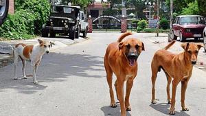 Against a population of over 5,000 stray dogs in Mohali, only 2,405 have been sterilised between June 2017 and March 2018.(HT File Photo) Against a population of over 5,000 stray dogs in Mohali, only 2,405 have been sterilised between June 2017 and March 2018.(HT File Photo)
