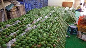 The wholesalers were using calcium carbide—an agent that produces acetylene gas that acts like the natural ripening agent ethylene to accelerate the ripening process.(HT PHOTO) The wholesalers were using calcium carbide—an agent that produces acetylene gas that acts like the natural ripening agent ethylene to accelerate the ripening process.(HT PHOTO)
