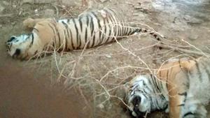 The two 13-month-old male cubs, litters of tigress T-79, were found dead in Anwad ki Khard area of RTR on April 17.(HT Photo)