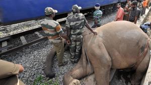 Railway data shows that 70 elephants have died after being hit by trains since 2013.(PTI File Photo) Railway data shows that 70 elephants have died after being hit by trains since 2013.(PTI File Photo)
