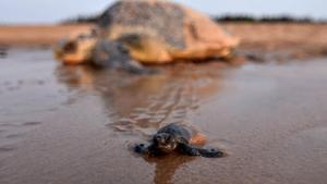 A newly-hatched baby Olive Ridley turtles makes its way to the sea as an adult turtle looks on in Ganjam district in Odisha state on April 19, 2018.(AFP Photo) A newly-hatched baby Olive Ridley turtles makes its way to the sea as an adult turtle looks on in Ganjam district in Odisha state on April 19, 2018.(AFP Photo)