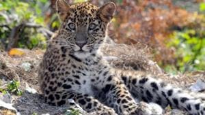 Experts have expressed concern over threat to wild animals inside the reserve.(HT FILE PHOTO) Experts have expressed concern over threat to wild animals inside the reserve.(HT FILE PHOTO)