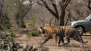 A tiger being shifted to Mukundra Hills Tiger reserve in Kota.(HT Photo) A tiger being shifted to Mukundra Hills Tiger reserve in Kota.(HT Photo)