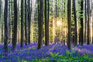 Head to Brussels to witness breathtaking views.(Shutterstock) Head to Brussels to witness breathtaking views.(Shutterstock)