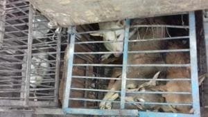 Dogs captured by teams deployed for the purpose recently. The authorities intend to sterilise the animals before releasing them into the wild again.(HT Photo) Dogs captured by teams deployed for the purpose recently. The authorities intend to sterilise the animals before releasing them into the wild again.(HT Photo)