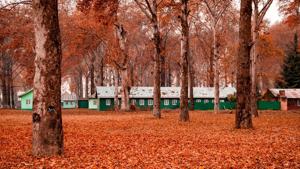 Maple trees seen all over ground inside Kashmir University campus in Srinagar.(Shutterstock)