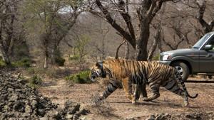 Tiger T-91 shifted to Mukundra Hills Tiger reserve of Kota. The translocated tiger, T-91, had strayed into the Vishdhari sanctuary from Ranthambore Tiger Reserve.(HT FILE PHOTO) Tiger T-91 shifted to Mukundra Hills Tiger reserve of Kota. The translocated tiger, T-91, had strayed into the Vishdhari sanctuary from Ranthambore Tiger Reserve.(HT FILE PHOTO)