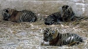 Tiger cubs born at Bhagwan Birsa Biological Park in Ranchi on Sunday.(HT Photo) Tiger cubs born at Bhagwan Birsa Biological Park in Ranchi on Sunday.(HT Photo)
