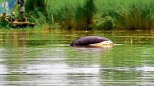 One of the dolphins spotted during the survey at Munda Pind village in Punjab.(WWF India) One of the dolphins spotted during the survey at Munda Pind village in Punjab.(WWF India)