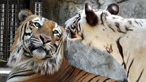 A White Bengal Tiger and Tigress have been kept together for a breeding programme in the Delhi Zoo.(Arvind Yadav/HT PHOTO) A White Bengal Tiger and Tigress have been kept together for a breeding programme in the Delhi Zoo.(Arvind Yadav/HT PHOTO)