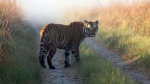 Forest officers said that the cranium of the tiger was broken, which hints at conflict.(AP/Representative image) Forest officers said that the cranium of the tiger was broken, which hints at conflict.(AP/Representative image)