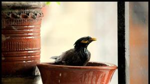 Place shallower water bowls on an elevated spot for birds to take a dip in.(Photo: Shivam Saxena/HT) Place shallower water bowls on an elevated spot for birds to take a dip in.(Photo: Shivam Saxena/HT)