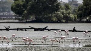 Flamingos spotted during the Flamingo Festival held in Mumbai in 2017.(HT PHOTO) Flamingos spotted during the Flamingo Festival held in Mumbai in 2017.(HT PHOTO)