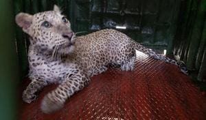The leopard that was rescued from Aarey Colony on Sunday.(HT photo) The leopard that was rescued from Aarey Colony on Sunday.(HT photo)