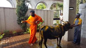 BJP candidate BS Sriramulu fed and worshipped a cow before casting his vote.(ANI/Twitter) BJP candidate BS Sriramulu fed and worshipped a cow before casting his vote.(ANI/Twitter)