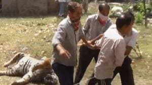Forest officials found a dead tigress on Sunday night and kept it in a toilet of the forest range office in Almora till the next day.(Hindustan Times/Video grab) Forest officials found a dead tigress on Sunday night and kept it in a toilet of the forest range office in Almora till the next day.(Hindustan Times/Video grab)