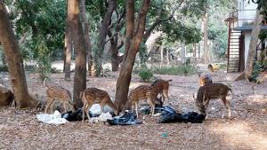 On May 12, a herd of deer spotted the garbage bags near the SGNP office and started feeding on it.(HT Photo) On May 12, a herd of deer spotted the garbage bags near the SGNP office and started feeding on it.(HT Photo)
