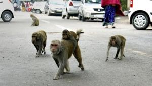 The monkeys reportedly scrambled down a ladder from the terrace while the office was being cleaned at the start of the day.(HT File/ For representational purposes only) The monkeys reportedly scrambled down a ladder from the terrace while the office was being cleaned at the start of the day.(HT File/ For representational purposes only)