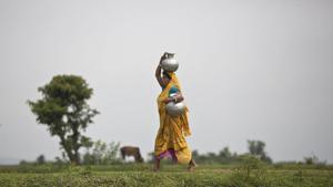 In northern India, groundwater extraction for irrigation of crops such as wheat and rice have caused a rapid decline in available water, despite rainfall being normal throughout the period studied, the report said.(AP file photo) In northern India, groundwater extraction for irrigation of crops such as wheat and rice have caused a rapid decline in available water, despite rainfall being normal throughout the period studied, the report said.(AP file photo)