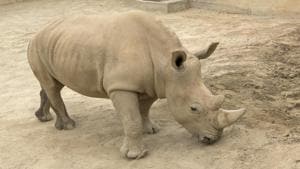Southern white rhino Victoria at the San Diego Zoo Safari Park in Escondido, California.(AP File Photo) Southern white rhino Victoria at the San Diego Zoo Safari Park in Escondido, California.(AP File Photo)