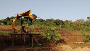 Tapendra Thapa, 16, watches over the mango trees, from within a shelter he made himself. This is his first time in the Konkan, but many of the Nepali mango protectors have been coming here for years, speak fluent Marathi, and now make the journey on private services that have begun to ply between a border village in UP and the Konkan region.(Reetika Revathy Subramanian) Tapendra Thapa, 16, watches over the mango trees, from within a shelter he made himself. This is his first time in the Konkan, but many of the Nepali mango protectors have been coming here for years, speak fluent Marathi, and now make the journey on private services that have begun to ply between a border village in UP and the Konkan region.(Reetika Revathy Subramanian)