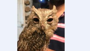 The rescued Indian Scops owl(DIMPLE BEDI KAMRA) The rescued Indian Scops owl(DIMPLE BEDI KAMRA)