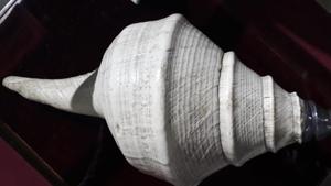 The conch shell of the 18th century ruler of Mysore Tipu Sultan is exhibited in the central hall of the museum on the occasion of International Museum Day on May 18.(HT Photo) The conch shell of the 18th century ruler of Mysore Tipu Sultan is exhibited in the central hall of the museum on the occasion of International Museum Day on May 18.(HT Photo)