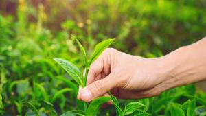 Tea leaves contain a wide variety of compounds, including polyphenols, amino acids, vitamins and antioxidants.(Shutterstock) Tea leaves contain a wide variety of compounds, including polyphenols, amino acids, vitamins and antioxidants.(Shutterstock)