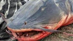 A large number of fish were found dead in the Beas on May 17 after molasses from a sugar factory leaked into the river in Punjab’s Beas town, about 40 km from Amritsar.(HT Photo) A large number of fish were found dead in the Beas on May 17 after molasses from a sugar factory leaked into the river in Punjab’s Beas town, about 40 km from Amritsar.(HT Photo)