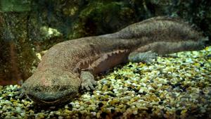 Chinese giant salamander are considered to be critically endangered.(Shutterstock/Representative image) Chinese giant salamander are considered to be critically endangered.(Shutterstock/Representative image)