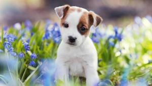 Pets need to be trained, especially dogs, so will you be willing to invest your time with a trainer? (Shutterstock) Pets need to be trained, especially dogs, so will you be willing to invest your time with a trainer? (Shutterstock)