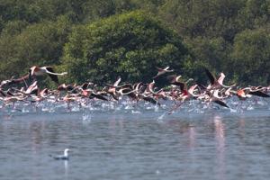 In April, the mangrove cell began boat rides for citizens through Thane creek to witness migratory and wetland birds that flock the site.(HT Photo) In April, the mangrove cell began boat rides for citizens through Thane creek to witness migratory and wetland birds that flock the site.(HT Photo)
